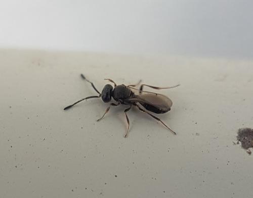 Trimorus sp.